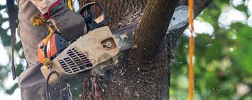 Best Arborist Consultation Services  in Buchanan, GA