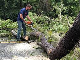 Best Tree and Shrub Care  in Buchanan, GA