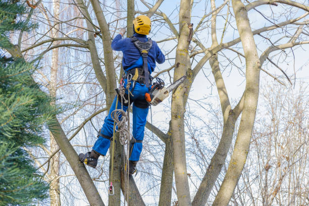 Best Leaf Removal  in Buchanan, GA