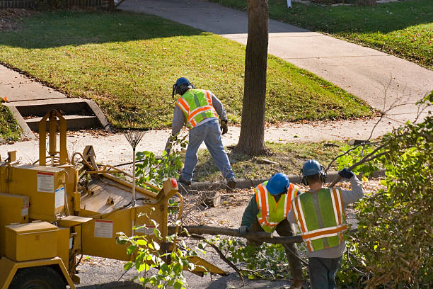 Trusted Buchanan, GA Tree Removal Experts