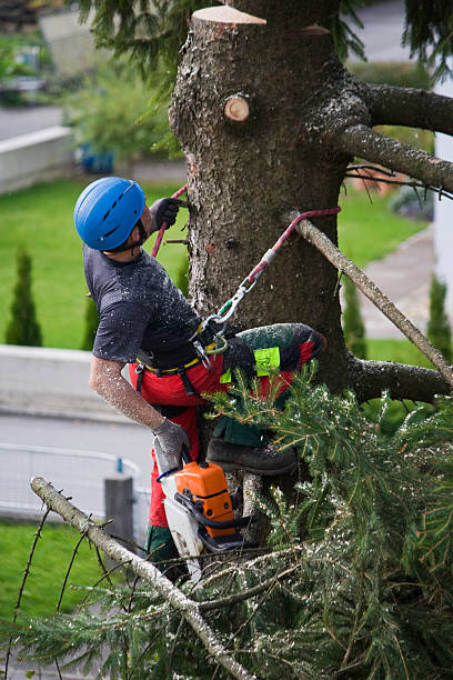 Best Tree Health Inspection  in Buchanan, GA