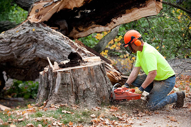 Best Tree Removal  in Buchanan, GA