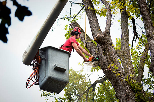 Best Utility Line Clearance  in Buchanan, GA