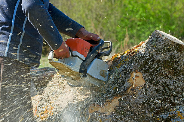 Best Hedge Trimming  in Buchanan, GA