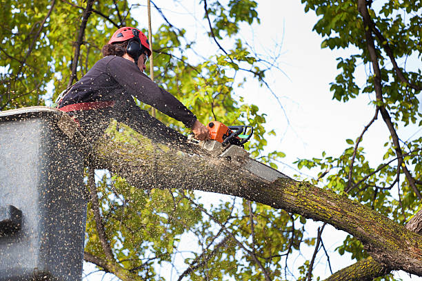 Best Stump Grinding and Removal  in Buchanan, GA