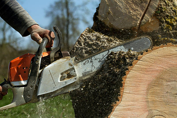 Best Tree Trimming and Pruning  in Buchanan, GA